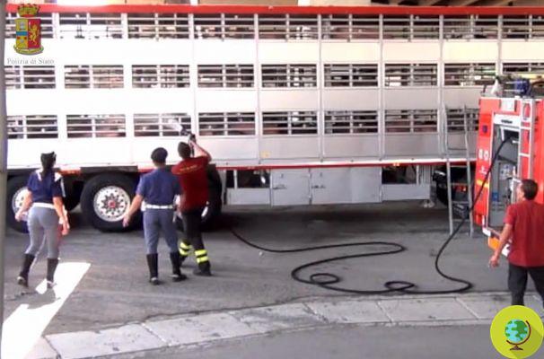 Masacre de vacas en la autopista A1 Milán - Nápoles, que murieron tras el accidente del camión que las transportaba