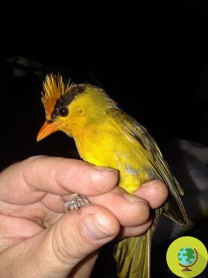 Descoberta uma nova espécie de ave: é semelhante a um pardal (e é muito tenro)