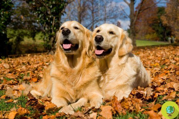 AAA dog-sitter wanted! Couple offers 32 pounds to look after two Golden Retrievers