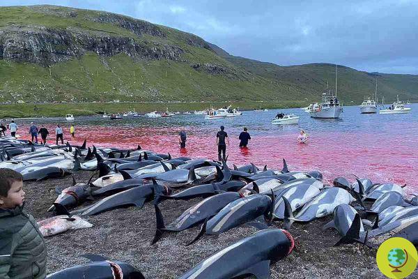 Grindadráp, não faz sentido falar sobre a matança de golfinhos agora. Deve ser interrompido antes de ser repetido