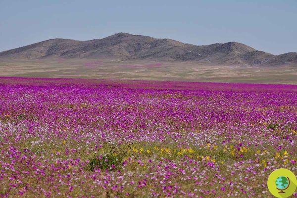 Les fleurs envahissent le désert le plus aride du monde : explosion de couleurs à Atacama (PHOTO)