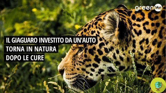 La conmovedora liberación en la naturaleza después de 100 días del jaguar atropellado por un auto (VIDEO)
