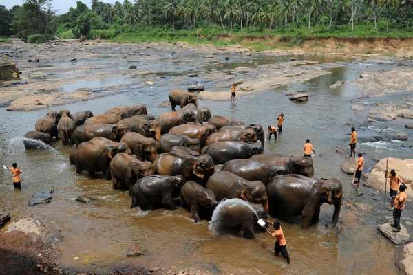 Sri Lanka destruye reservas de marfil y dedica una ceremonia religiosa a los elefantes