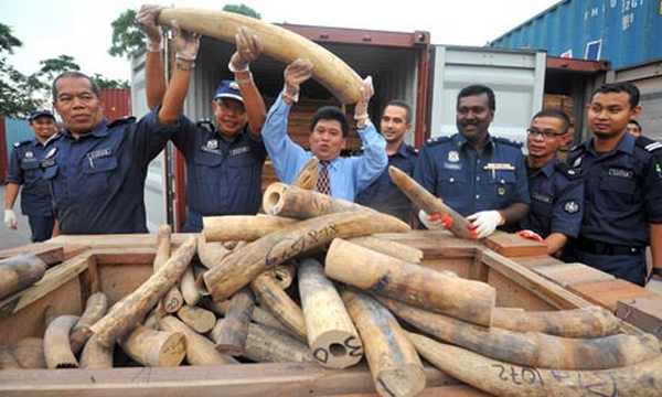 Le Sri Lanka détruit des réserves d'ivoire et dédie une cérémonie religieuse aux éléphants