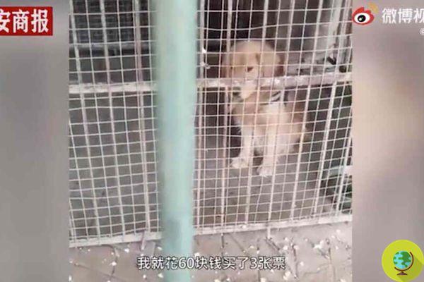 En este zoológico chino pusieron a un perro Golden Retriever en lugar del león