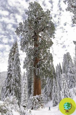 They purchase the largest forest of giant sequoias in the world and save it: it is now a protected reserve