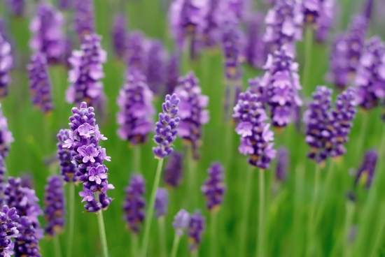 Lavender essential oil: 10 amazing uses for health and wellness