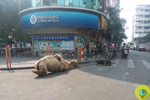 Camellos mutilados para mendigar en China (FOTO)