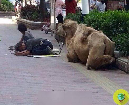 Camellos mutilados para mendigar en China (FOTO)