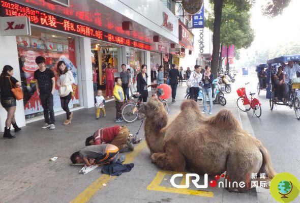 Camelos mutilados para mendigar na China (FOTO)