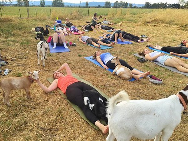 Yoga à la ferme en compagnie des chèvres pour favoriser la détente (VIDEO)