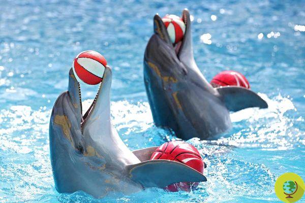 ¡Victoria! Expedia dejará de vender vacaciones que incluyan espectáculos de ballenas y delfines en cautiverio