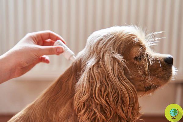 Huile de neem pour chien : bienfaits, comment l'utiliser contre les parasites et à quoi faire attention