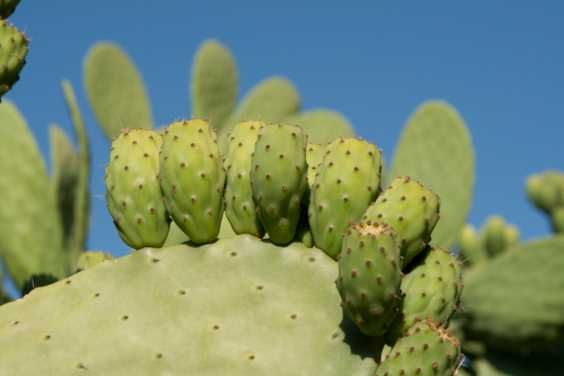 The prickly pear: an effective natural remedy for constipation and constipation