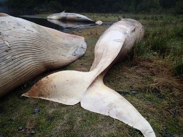 337 baleines échouées en Patagonie : un phénomène tragique et inexplicable