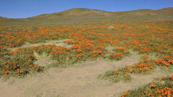 Super bloom, California's unique bloom trampled on by tourists