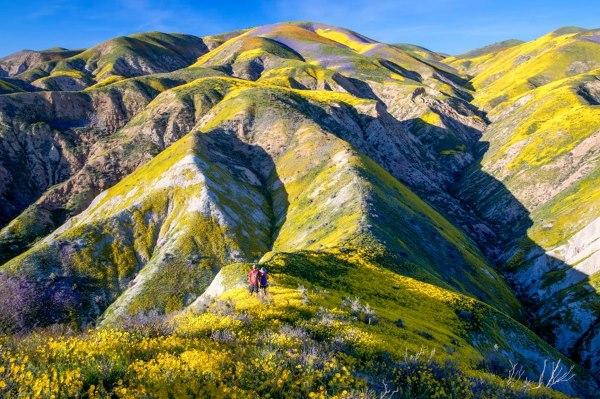 Super bloom, California's unique bloom trampled on by tourists