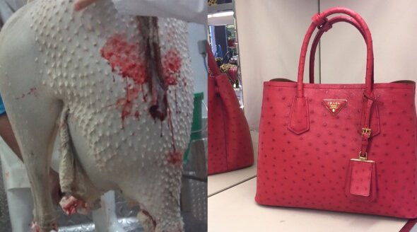 So Hermès, Louis Vuitton and Prada kill ostriches to produce luxury bags (VIDEO and PETITION)