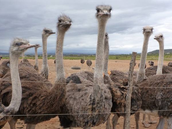 So Hermès, Louis Vuitton and Prada kill ostriches to produce luxury bags (VIDEO and PETITION)