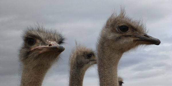 Así Hermès, Louis Vuitton y Prada matan avestruces para producir bolsos de lujo (VIDEO y PETICIÓN)