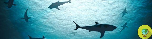 El gran tiburón blanco se enfrenta a la extinción (y es culpa nuestra)