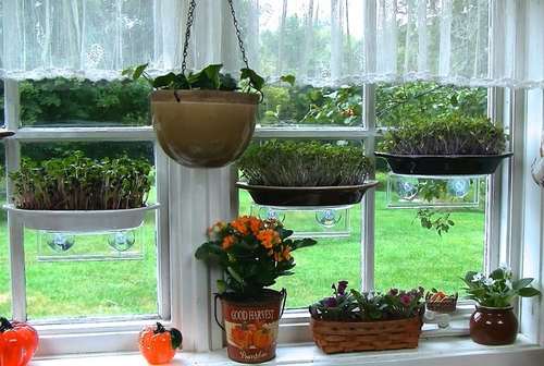 Micro Greenz : un kit pour faire pousser un petit potager sur la fenêtre