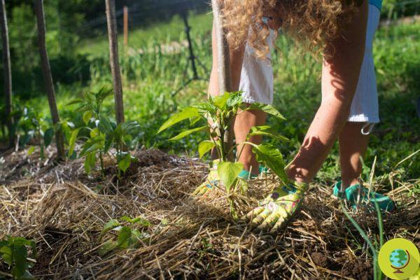 Mulching: o que é, diferenças, quando e por que você deve fazê-lo em seu jardim