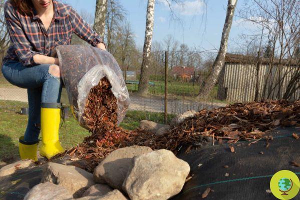 Mulching: what it is, differences, when and why you should do it in your garden