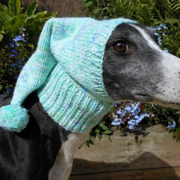 Jan Brown, the woman who makes sweaters to protect abandoned dogs from the cold
