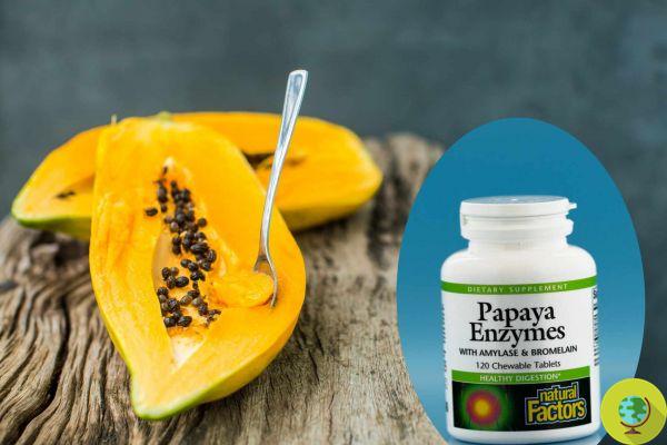 Fermented Papaya: Does It Really Lose Weight? Things to know before taking the supplement