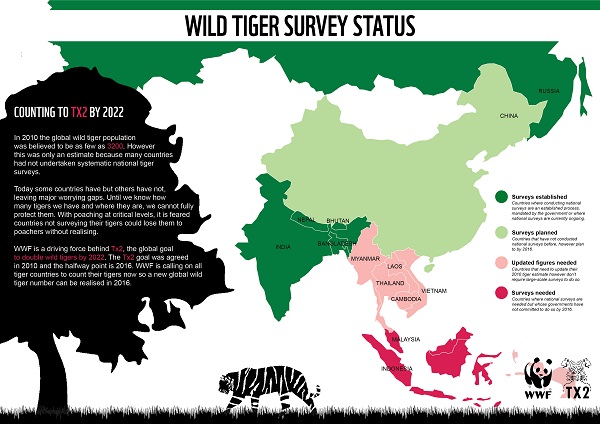 Tiger Day : En un siècle, nous avons perdu 97% des tigres sauvages