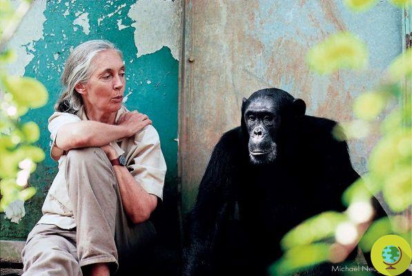 Como explicar o respeito pelos animais às crianças: a bela anedota de Jane Goodall