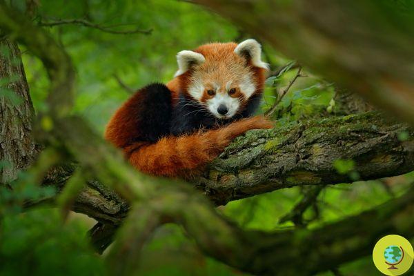 SOS Panda Rouge : il en reste très peu d'exemples dans le monde. Et la faute est avant tout la nôtre