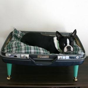 10 canis DIY com materiais reciclados