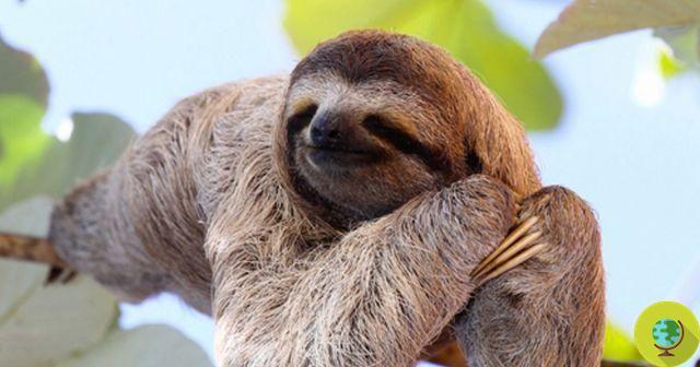 Irresistible sloths: the video that will make you fall in love with these magical and slow animals