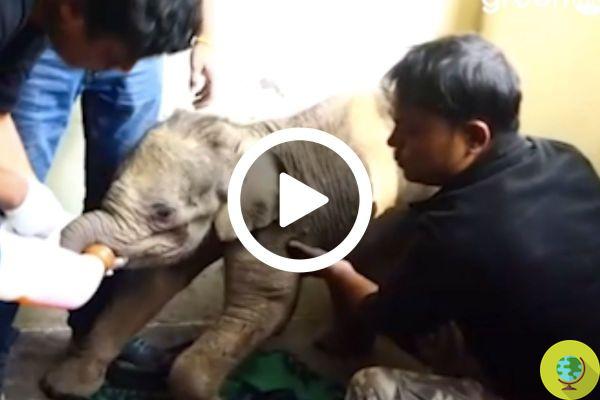 Bebê elefante preso na lama: mãe não consegue salvá-lo, mas algo 