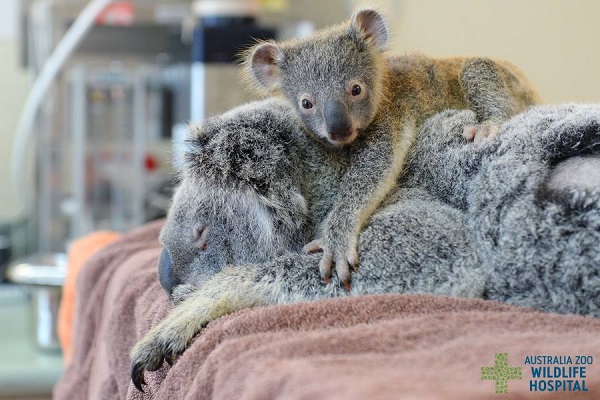 O bebê coala se agarrou à mãe durante a cirurgia para salvá-la
