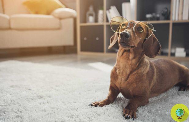 This study confirms one thing about your dog that you've probably always known