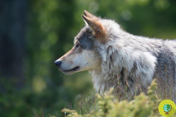 Los lobos de Noruega y Suecia están oficialmente extintos