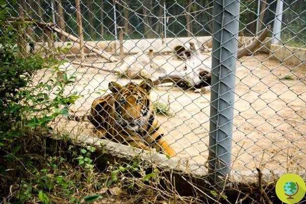A tiger from the Swedish zoo was killed because he had contracted Covid