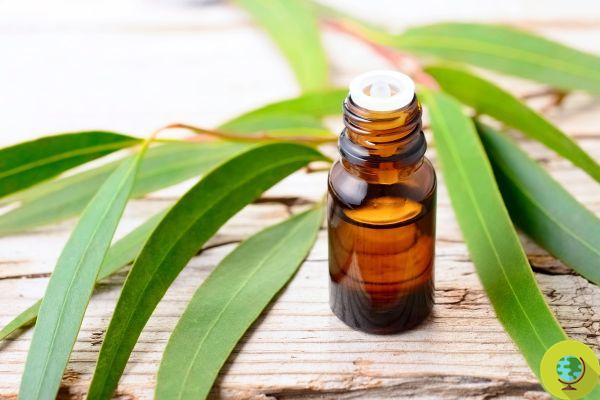 Eucalyptus essential oil: properties, benefits and a thousand daily uses
