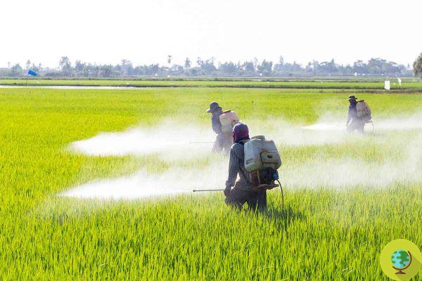 Pesticidas matam 11 agricultores por ano em silêncio geral, o relatório de choque 