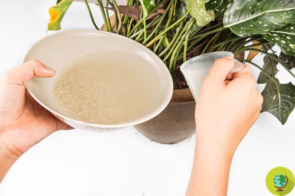 Água de cozimento ou enxágue do arroz: você nunca mais jogará fora depois de descobrir essas maneiras de reutilizá-lo