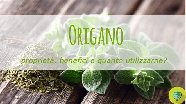 Essential oil of oregano: a natural remedy for diarrhea, candida and psoriasis
