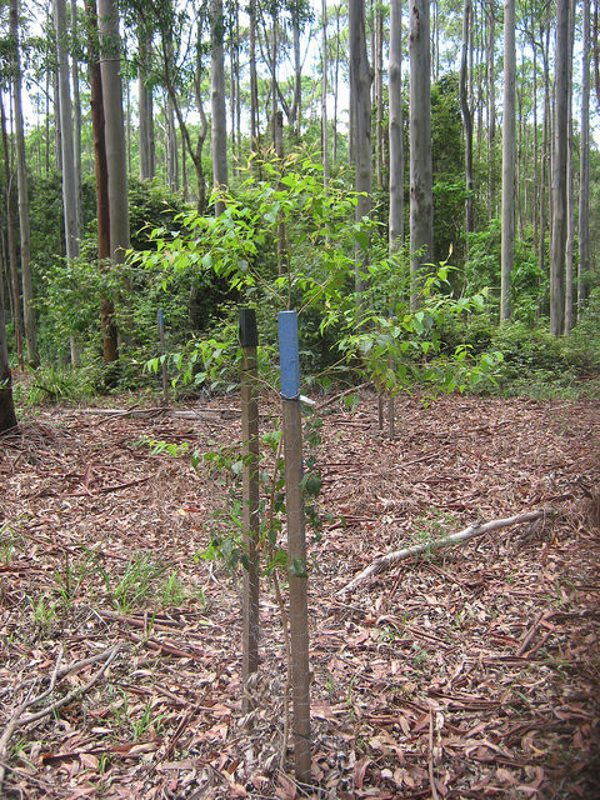 Plante centenas de árvores para salvar a vida dos coalas (FOTO)