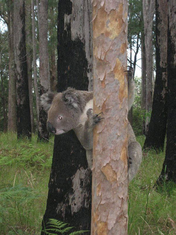 Plant hundreds of trees to save koalas' lives (PHOTO)