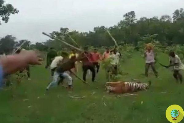 Villagers in India beat a tiger until it was killed