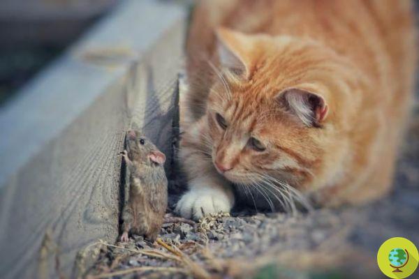 Los gatos no pueden cazar ratones. palabra de ciencia