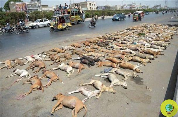 Massacre of stray dogs in Pakistan: over 25 thousand animals will be killed in the next two months