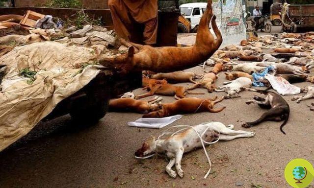 Massacre of stray dogs in Pakistan: over 25 thousand animals will be killed in the next two months
